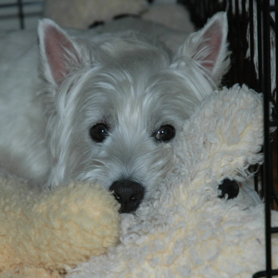 teddy72005.jpg