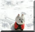 Little Teddy in the snow