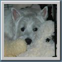 teddy72005.jpg